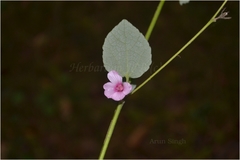 Urena lobata subsp. lobata